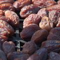 dates-in-crates-Oasis-Date-Gardens-2010-11-19-IMG_1446.jpg