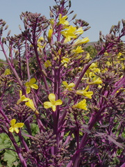 purple-cabbage-yellow-flowers-Underwood-Farms-2013-03-21-IMG 0373