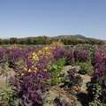 purple-cabbage-yellow-flowers-Underwood-Farms-2013-03-21-IMG 0374