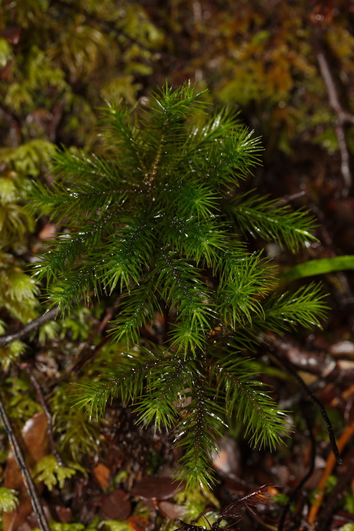 Dawsonia-like-moss-Nothofagus-beech-forest-Bealeys-Valley-Arthurs-Pass-2013-06-14-IMG 8247