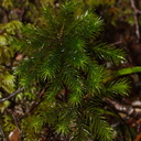 Dawsonia-like-moss-Nothofagus-beech-forest-Bealeys-Valley-Arthurs-Pass-2013-06-14-IMG 8247