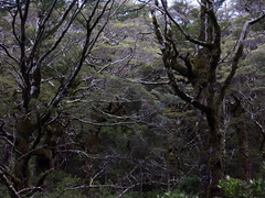 Nothofagus-beech-forest-Bealeys-Valley-Arthurs-Pass-2013-06-14-IMG 1520