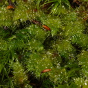 Ptychomnion-aciculare-moss-Nothofagus-beech-forest-Bealeys-Valley-Arthurs-Pass-2013-06-14-IMG 8198