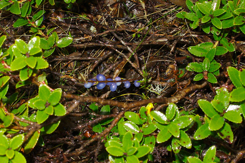 blue-fruited-shrub-Devils-Punchbowl-Track-Arthurs-Pass-2013-06-15-IMG 1571