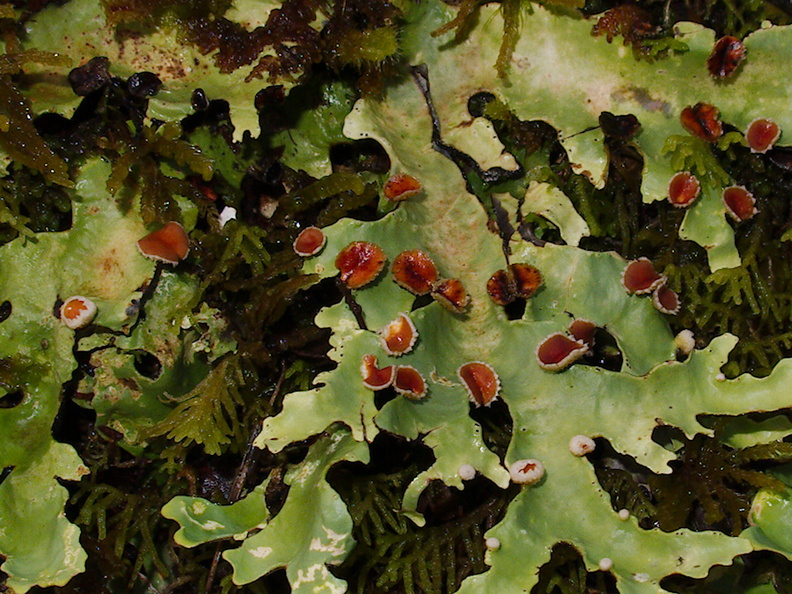 foliose-lichen-Pseudocyphellaria-sp-Nothofagus-beech-forest-Bealeys-Valley-Arthurs-Pass-2013-06-14-IMG_1523.jpg