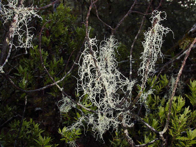 jade-white-fruticose-lichen-Nothofagus-beech-forest-Bealeys-Valley-Arthurs-Pass-2013-06-14-IMG 1514