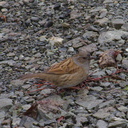 little-brown-bird-Lake-Pearson-Rte-73-2013-06-15-IMG 1632