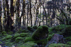 mossy-floor-of-Nothofagus-beech-forest-Bealeys-Valley-Arthurs-Pass-2013-06-14-IMG 1492