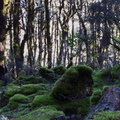 mossy-floor-of-Nothofagus-beech-forest-Bealeys-Valley-Arthurs-Pass-2013-06-14-IMG 1492