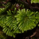umbrella-moss-Nothofagus-beech-forest-Bealeys-Valley-Arthurs-Pass-2013-06-14-IMG 8237