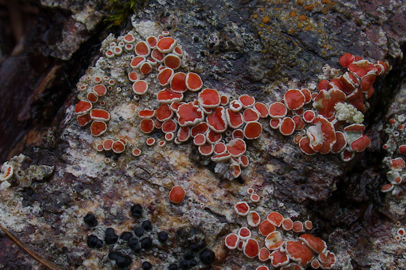 white-and-red-crustose-lichen-Lake-Pearson-Rte-73-2013-06-15-IMG 1619