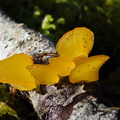 yellow-bracket-mushroom-Nothofagus-beech-forest-Bealeys-Valley-Arthurs-Pass-2013-06-14-IMG 1494