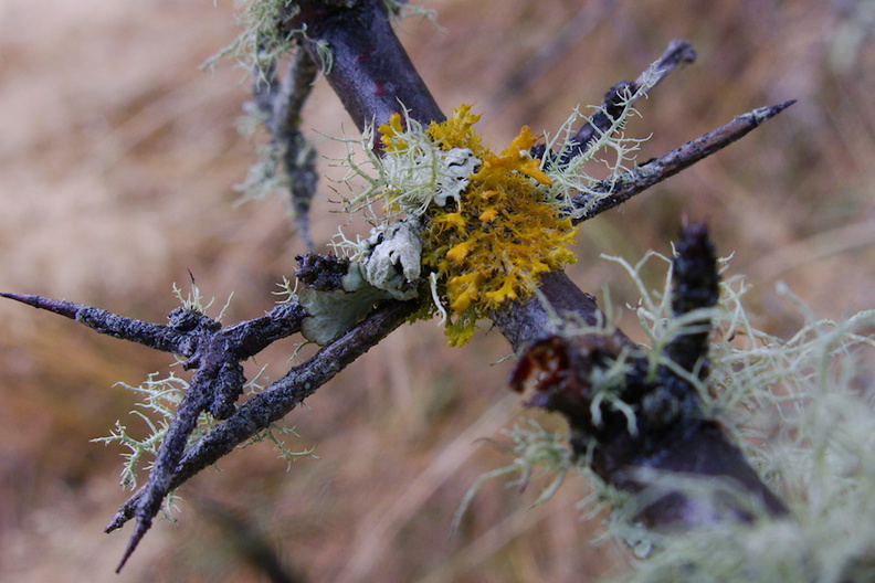 yellow-lichen-Lake-Pearson-Rte-73-2013-06-15-IMG 1625