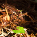 Acianthus-sinclairii-mosquito-orchid-Arataki-Nature-Walk-Waitakere-20-07-2011-IMG 9367