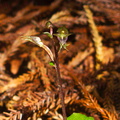 Acianthus-sinclairii-mosquito-orchid-Arataki-Nature-Walk-Waitakere-20-07-2011-IMG 9370