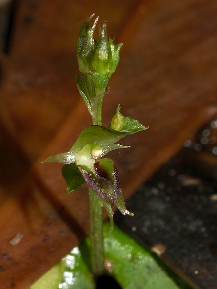 Acianthus-sinclairii-mosquito-orchid-Ecology-Walk-Tawharanui-2013-07-07-IMG_9111.jpg