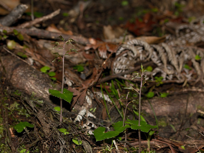 Acianthus-sinclairii-mosquito-orchid-Ecology-Walk-Tawharanui-2013-07-07-IMG 9143