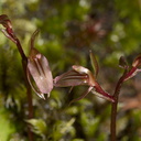 Acianthus-sinclairii-mosquito-orchid-Rangitoto-summit-track-26-07-2011-IMG 3193