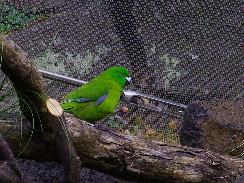 Antipodes-Island-parakeet-kakariki-Auckland-Zoo-2013-07-24-IMG 2844