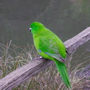 Antipodes-Island-parakeet-kakariki-Auckland-Zoo-2013-07-24-IMG 2888