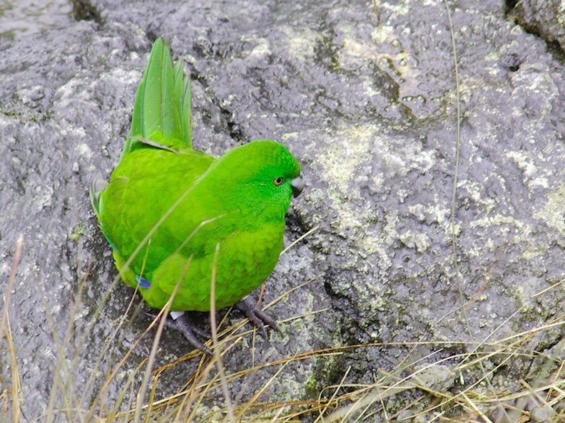 Antipodes-Island-parakeet-kakariki-Auckland-Zoo-2013-07-24-IMG_2893.jpg