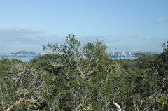 Auckland-from-Rangitoto-summit-track-26-07-2011-IMG 3181