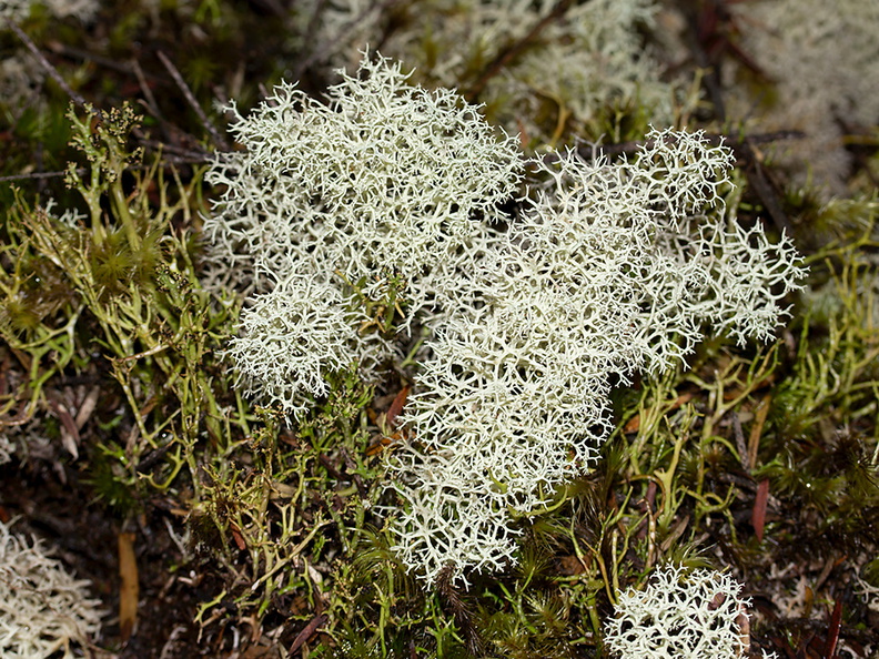 Cladonia-sp-whitish-fruticose-lichen-Waharau-Reserve-2013-07-02-IMG_8753.jpg