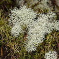 Cladonia-sp-whitish-fruticose-lichen-Waharau-Reserve-2013-07-02-IMG 8753