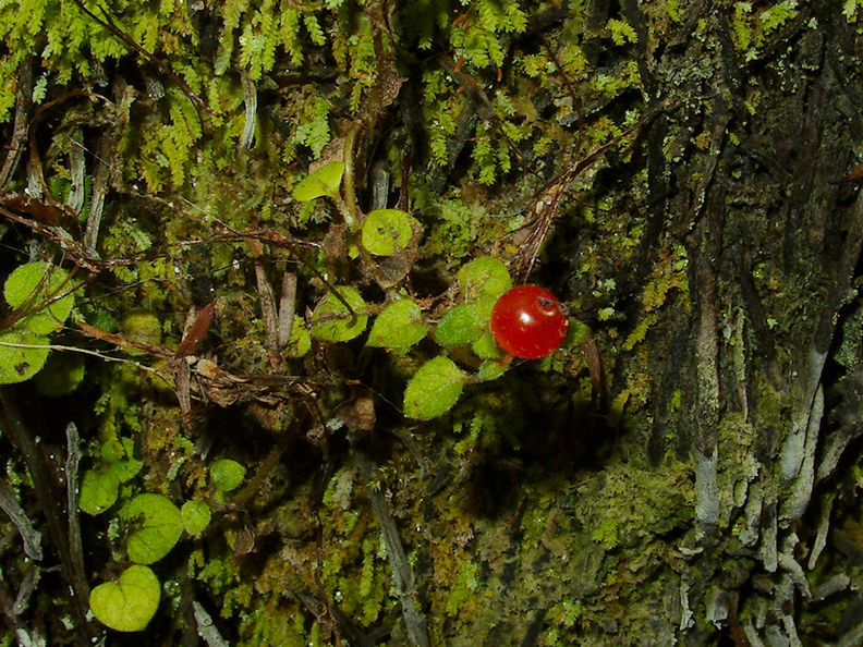 Coprosma-sp-red-berry-Waharau-Reserve-2013-07-02-IMG_2207.jpg