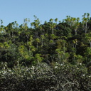 Cordyline-australis-cabbage-tree-community-Tiritiri-Matangi-2013-07-21-IMG 2776
