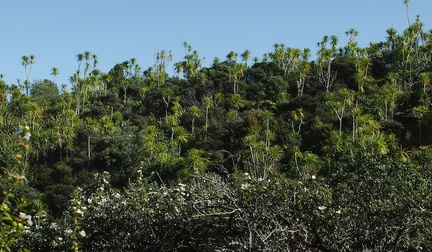 Cordyline-australis-cabbage-tree-community-Tiritiri-Matangi-2013-07-21-IMG 2776