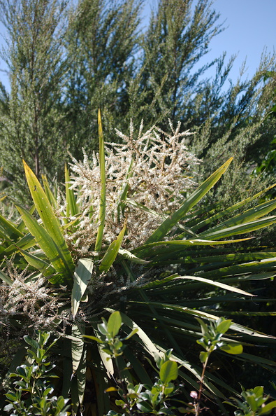 Cordyline-australis-cabbage-tree-flowering-Tiritiri-Track-Shakespear-Regional-Park-2015-11-13-IMG_2608.jpg