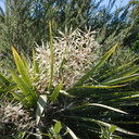 Cordyline-australis-cabbage-tree-flowering-Tiritiri-Track-Shakespear-Regional-Park-2015-11-13-IMG 2608