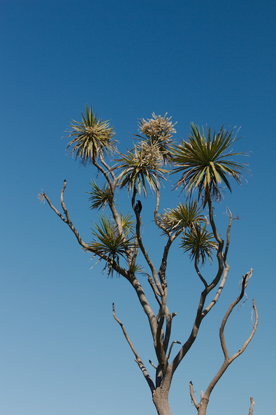 Cordyline-australis-cabbage-tree-flowering-Tiritiri-Track-Shakespear-Regional-Park-2015-11-13-IMG_2610.jpg
