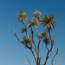 Cordyline-australis-cabbage-tree-flowering-Tiritiri-Track-Shakespear-Regional-Park-2015-11-13-IMG 2610