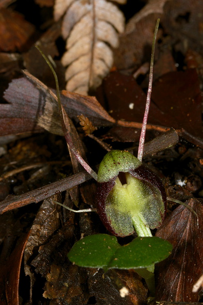 Corybas-sp-spider-orchid-Waharau-Reserve-2013-07-02-IMG 8772
