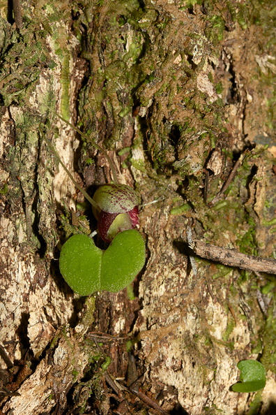 Corybas-sp-spider-orchid-Waharau-Reserve-2013-07-02-IMG_8781.jpg