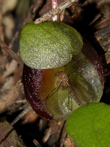 Corybas-sp-spider-orchid-Waharau-Reserve-2013-07-02-IMG_8789.jpg