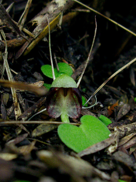 Corybas-trilobus-spider-orchid-Ecology-Walk-Tawharanui-2013-07-07-IMG 2462