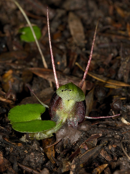 Corybas-trilobus-spider-orchid-Ecology-Walk-Tawharanui-2013-07-07-IMG 9115