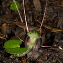 Corybas-trilobus-spider-orchid-Ecology-Walk-Tawharanui-2013-07-07-IMG 9115