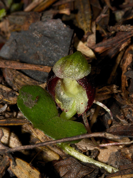 Corybas-trilobus-spider-orchid-Ecology-Walk-Tawharanui-2013-07-07-IMG 9117
