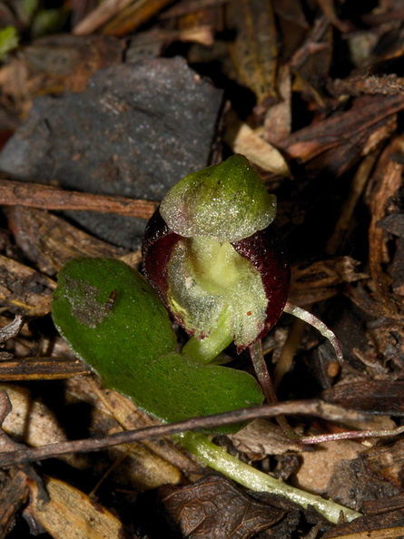 Corybas-trilobus-spider-orchid-Ecology-Walk-Tawharanui-2013-07-07-IMG_9117.jpg