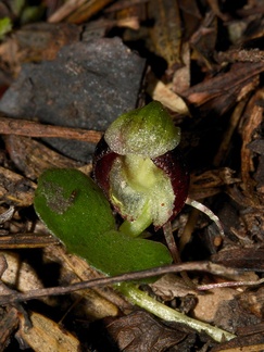 Corybas-trilobus-spider-orchid-Ecology-Walk-Tawharanui-2013-07-07-IMG 9117