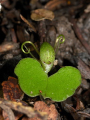Corybas-trilobus-spider-orchid-Ecology-Walk-Tawharanui-2013-07-07-IMG 9126