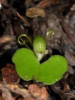 Corybas-trilobus-spider-orchid-Ecology-Walk-Tawharanui-2013-07-07-IMG 9126
