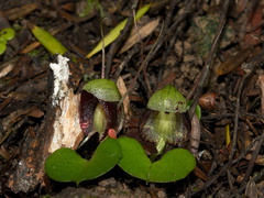 Corybas-trilobus-spider-orchid-Ecology-Walk-Tawharanui-2013-07-07-IMG 9140