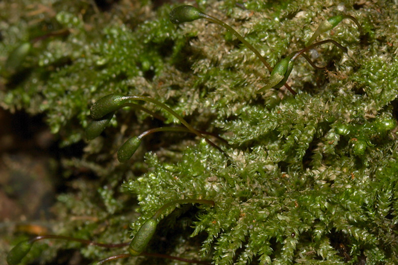 Dendrohypopterygium-sp-indet-moss-Waterfall-Gully-Track-Shakespear-ARC-Park-2013-07-22-IMG_9760.jpg