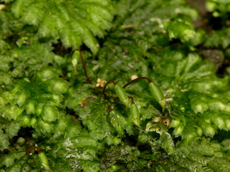 Hypopterygium-sp-true-umbrella-moss-Perimeter-Track-Wenderholm-ARC-Reserve-2013-07-20-IMG_9515.jpg