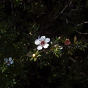 Leptospermum-scoparium-manuka-flower-Rangitoto-summit-26-07-2011-IMG 9519